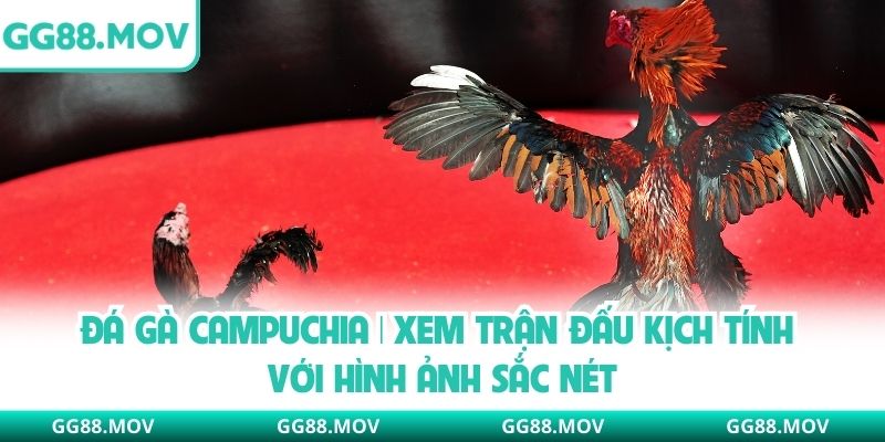 Đá Gà Campuchia | Xem Trận Đấu Kịch Tính Với Hình Ảnh Sắc Nét